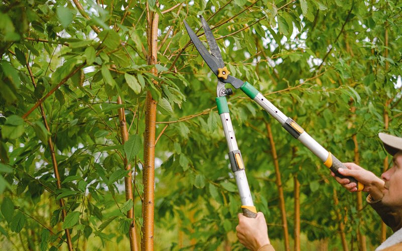 Tree trimming in Latah, WA